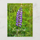 Recherche de violettes cartes postales Fleurs sauvages
