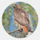 Search for red tailed hawk stickers Nature
