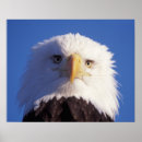 Search for eagle head posters Patriotic