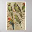 Search for vintage bird posters Colourful