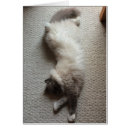 Recherche de chat de sommeil Animal familier