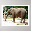 Search for elephant conservation posters Africa