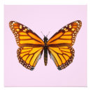 Search for beautiful monarch butterfly posters Orange