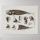 Recherche de biologie marine posters Baleines