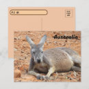 Recherche de kangourous cartes postales Passage
