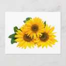 Search for hello sunflower postcards Sunflowers