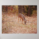 Search for deer hunting posters White tailed deer