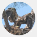 Search for fierce stickers Eagle