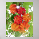 Recherche de suriname posters Tropical