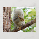 Recherche de ecureuils cartes postales Curieux