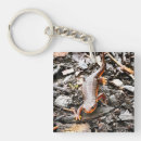 Search for salamander keychains Amphibian