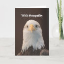 Search for bald eagle pics cards Haliaeetus leucocephalus