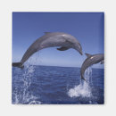 Search for bottlenose dolphin magnets Animal