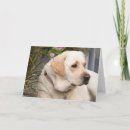 Search for labrador fathers day cards Pet