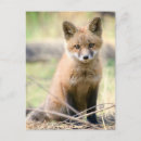 Search for baby fox postcards Woodland