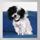 Search for poodle art posters Dog