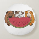 Search for guinea pig pillows Funny