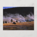 Recherche de geyser cartes postales Faune