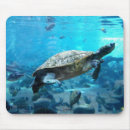 Search for turtle lover electronics Nature