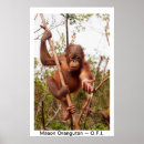 Search for orangutan posters Great apes