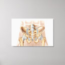 Recherche de ligaments Os