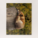 Recherche de fox puzzles Amusant