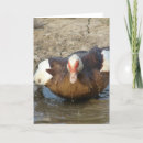 Search for puddle cards Water