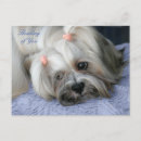 Recherche de lhasa cartes postales Chien