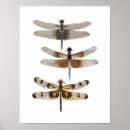 Recherche de libellule et damselfly posters Insecte