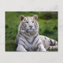 Recherche de photo tigre cartes postales Faune