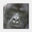 Recherche de gorille de montagne magnets Rwanda