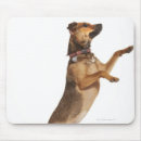 Search for mischief electronics Dog