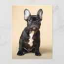 Search for frenchies postcards Canine