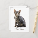 Search for animal designs postcards Pet