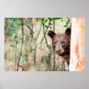 Search for black bear posters Usa