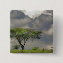 Search for thorn buttons Africa