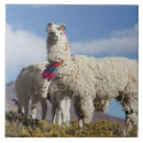 Search for herd tiles Argentina