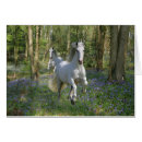 Recherche de jacinthe des bois cartes postales Imaginaire