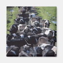 Search for dairy cow magnets Agriculture