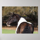 Search for gypsy vanner horses posters Headshot
