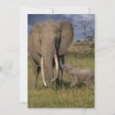 Search for african nations cards Animals in the wild