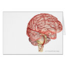 Search for human brain Horizontal