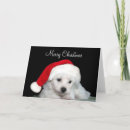 Search for bichon frise christmas cards Puppy