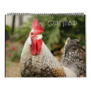 Search for chicks office supplies Chickens