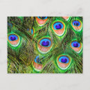 Recherche de iridescent cartes postales Paon
