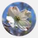 Search for dogwood flower stickers Bloom