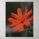 Search for orange daisy posters Colourful