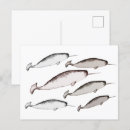 Search for narwhals postcards Whales