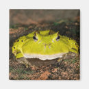 Recherche de crapaud magnets David northcott