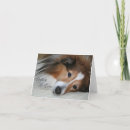 Search for sheltie cards Pet